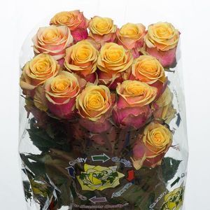 ROSE FANCY CURIOSA 50